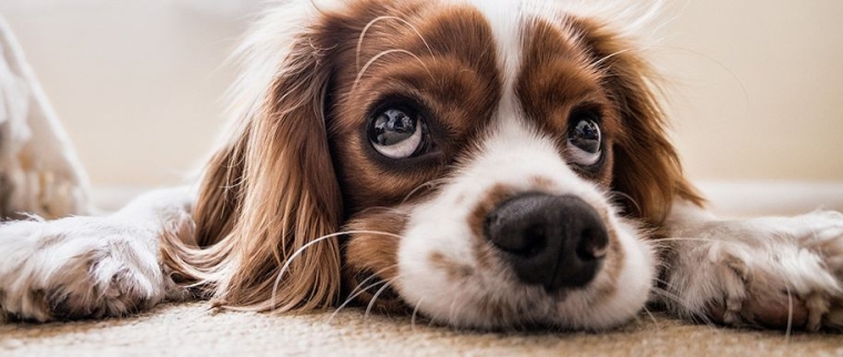 vision chien